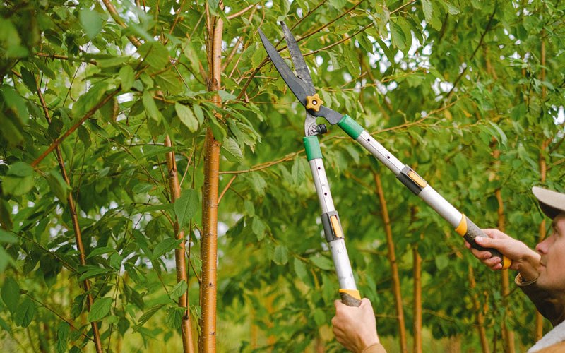 Tree trimming in Shohola, PA